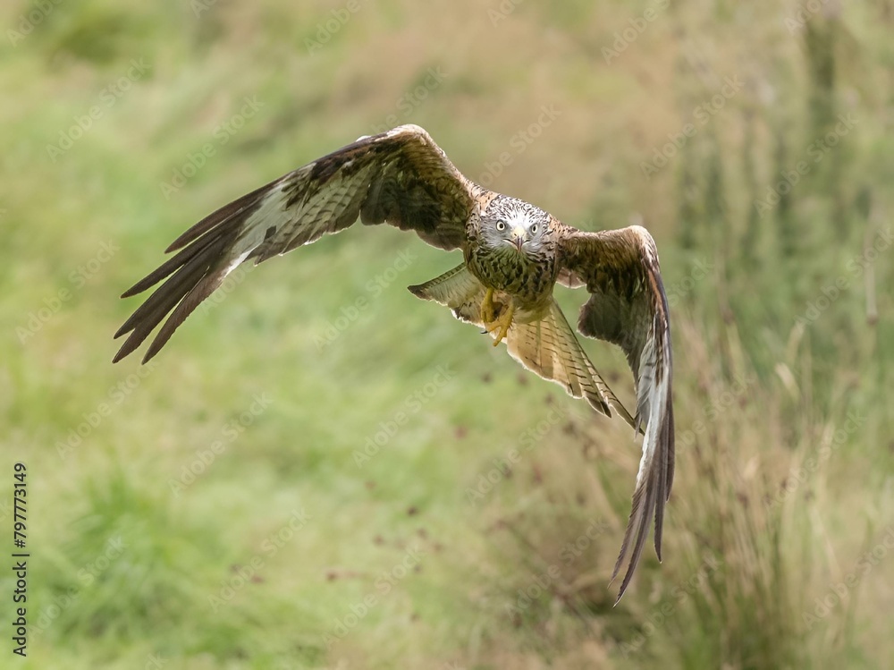 Fototapeta premium Red Kite soaring gracefully in Wales.