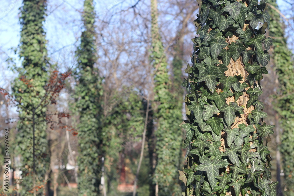 Fototapeta premium Grove with trees covered with vines of ivy leaves