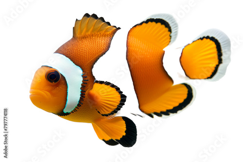 A vibrant orange clownfish swimming elegantly against a pristine white background