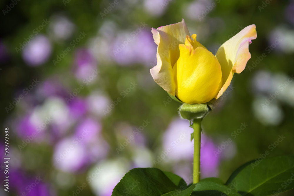 One bud of yellow rose on beautiful green - purple blurred background in garden. Close-up. Copy space. Selective focus. One bud of yellow rose on beautiful green - purple blurred background in garden. Close-up. Copy space. Selective focus.