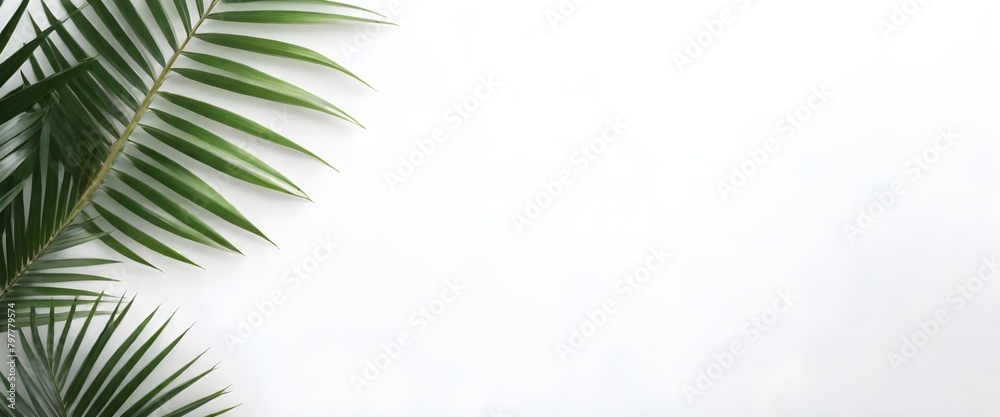 Green palm leaves on a white background