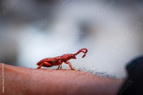 Brentidae a reddish-brown beetle, looks cute, a small creature on the hand. Amazingly beautiful red beetles small living things of nature Brentidae are enemies of plants and seeds. photo