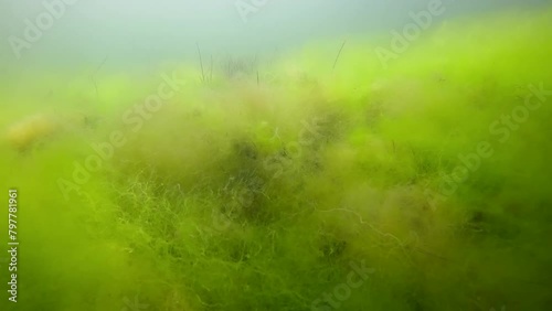 Dense thickets of fluffy green algae and sea grass, slow motion. Green algae (Cladophora sp) and Dwarf Eelgrass (Zostera noltii) covered seafloor photo