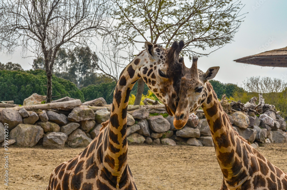 Obraz premium couple of giraffes in wildlife park