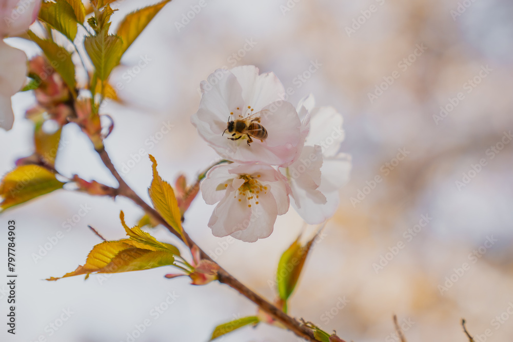 Bee searching for nectar on pink nice sakura cherry blossoms during early spring Bee searching for nectar on pink nice sakura cherry blossoms during early spring