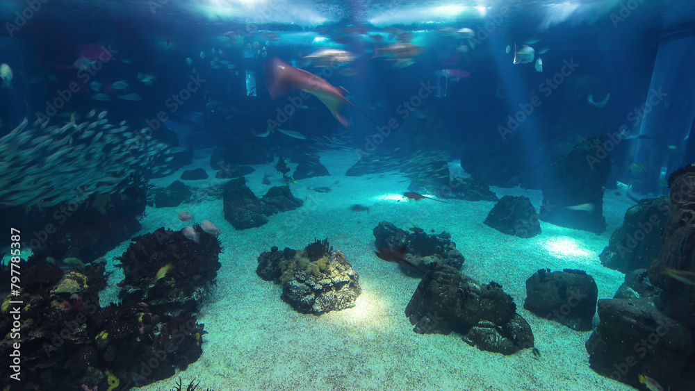Fototapeta premium Fishes in Lisbon Oceanarium, Portugal timelapse
