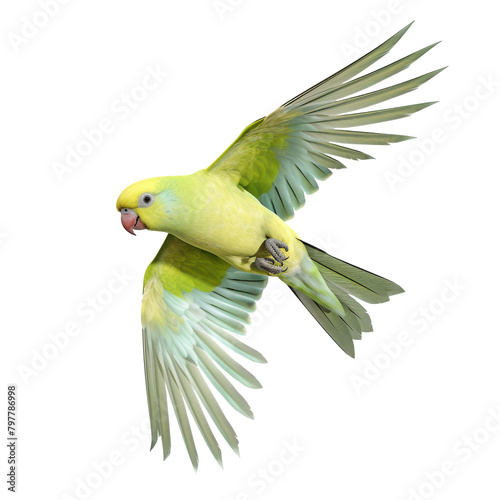 Yellow Indian Ringneck Parakeet Flying Solo isolated photo
