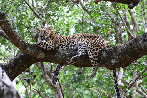 Guardian of the Wild The Leopard's Reverent Rest Amidst Nature's Sanctuary