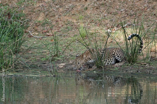 Thirst Quenched: The Leopard's Graceful Sip from Nature's Oasis