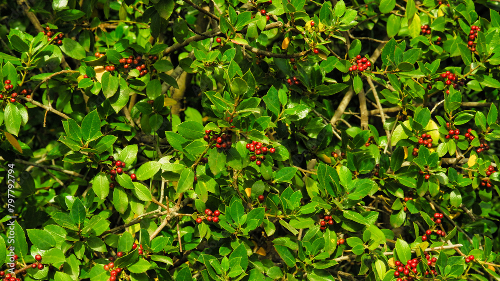 Red lingonberry cranberries growing in moss in forest