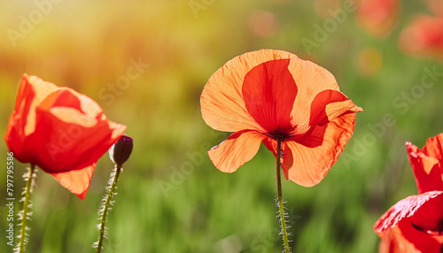 Close-up of red poppy flowers in green field. Summer season. Beautiful nature.