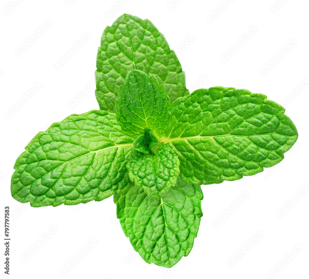 Green fresh top of peppermint on white background. Top view. File contains clipping path. Green fresh top of peppermint on white background. Top view. File contains clipping path.