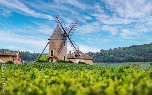 Vineyard or yard of vines and the eponymous windmill of famous french red wine at the background. Roman  che-Thorins  France.