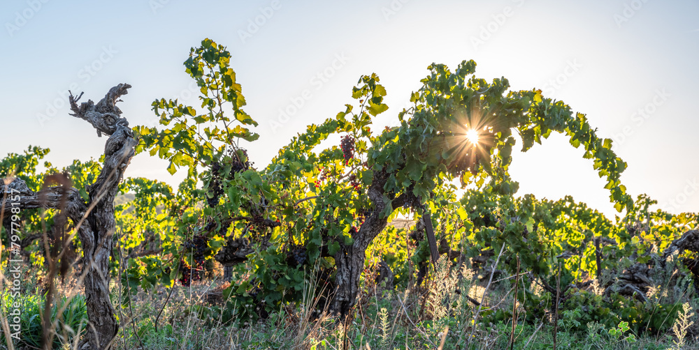 Obraz premium Old bushes of vine with wine grapes in the evening sunlight.