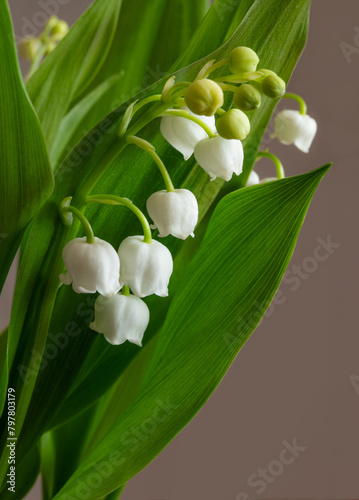 Muguet du 1er mai