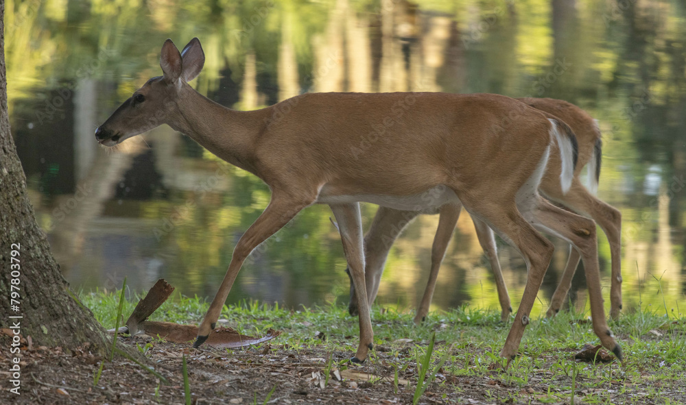 Deer in the early morning shadows Deer in the early morning shadows