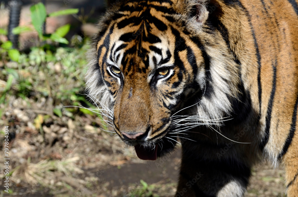 Fototapeta premium トラ