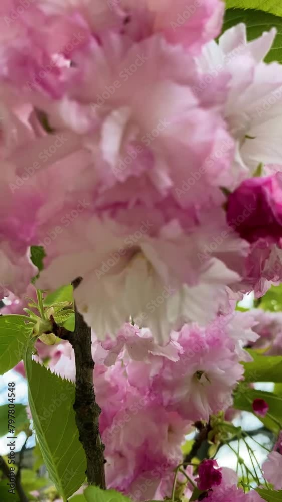 Blossom of cherry tree in the botanic garden, Kyiv, Ukraine
Blossom of cherry tree in the botanic garden, Kyiv, Ukraine