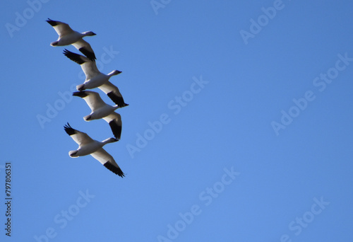 Snow geese in spring, Montmagny, Québec, Canada photo