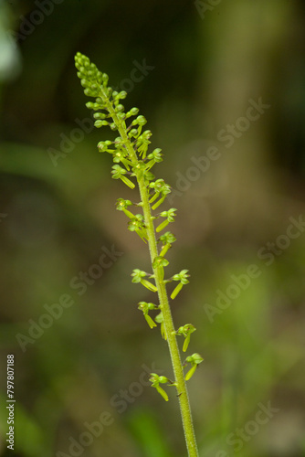 European Common Twayblade Orchid (Listera ovata). Orchidea (Listera ovata). Laconi, Oirstano, Sardinia, Italy.