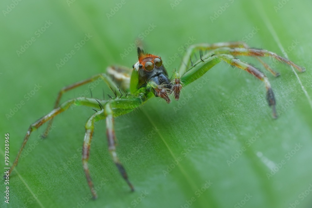 Green jumping spider (epeus flavobilineatus) on a leaf Green jumping spider (epeus flavobilineatus) on a leaf