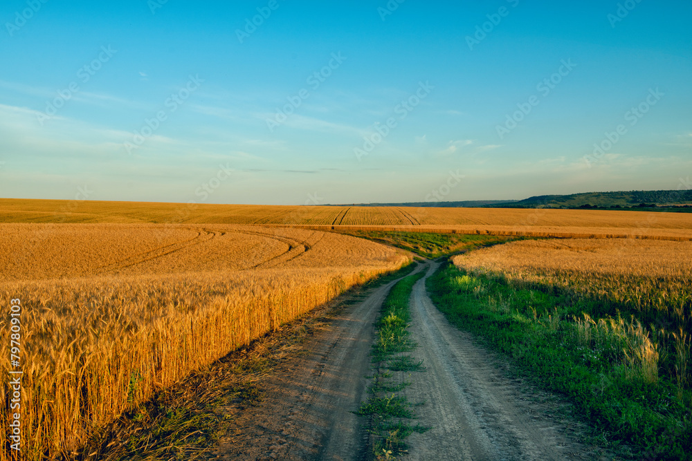 Naklejka premium Dirt road amidst rolling wheat fields at sunset.