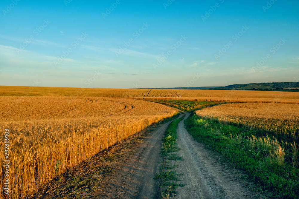 Dirt road amidst rolling wheat fields at sunset.