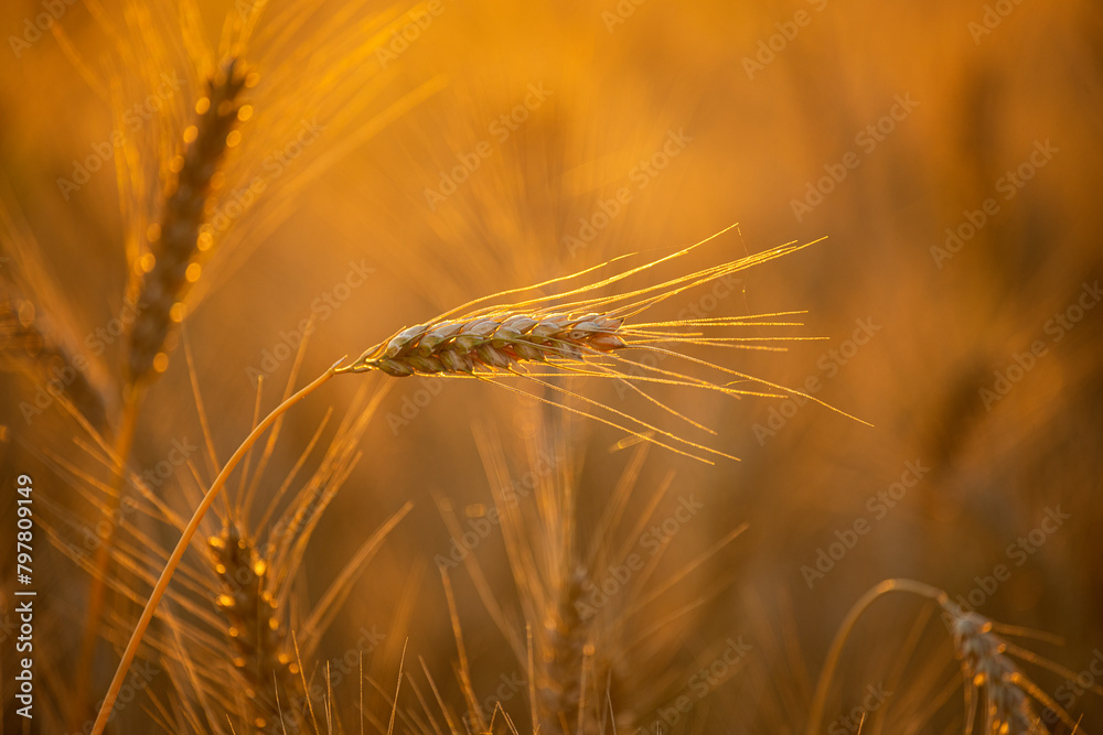 Fototapeta premium ripe golden ears of wheat in the warm soft sunlight of sunset closeup