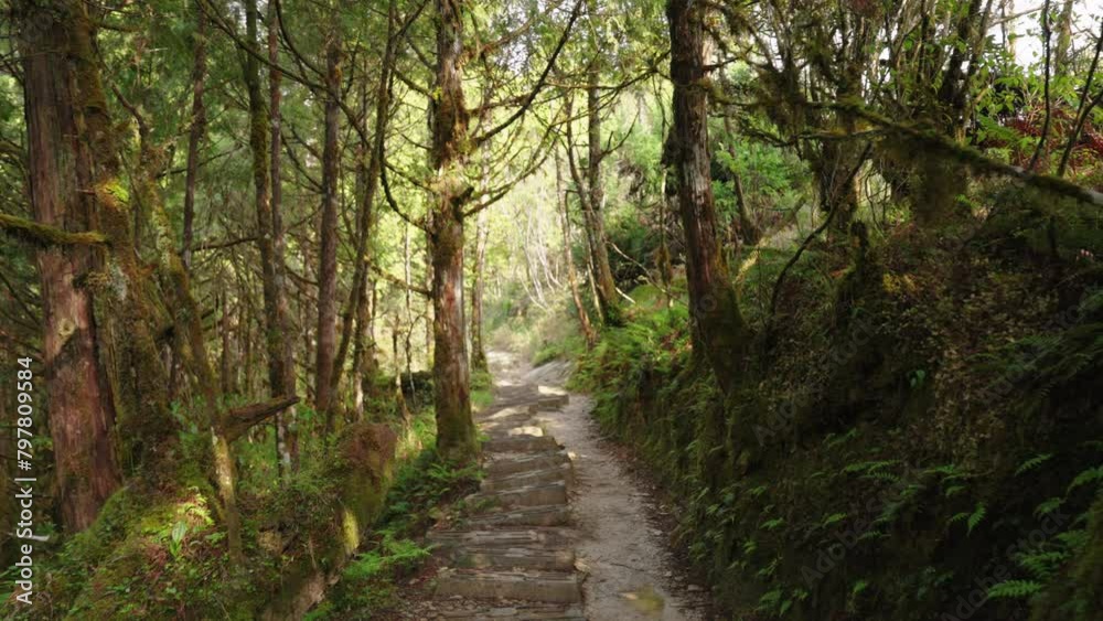 Forest trail with moss and bushes in Taipingshan National Forest Recreation Area, Taiwan. Forest trail with moss and bushes in Taipingshan National Forest Recreation Area, Taiwan.