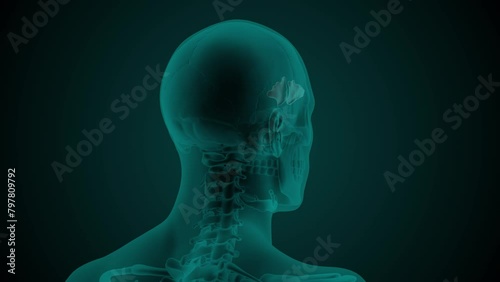 X-ray image of the head of a man with visible paranasal frontal sinus. Anatomically correct 3d animation on dark background photo