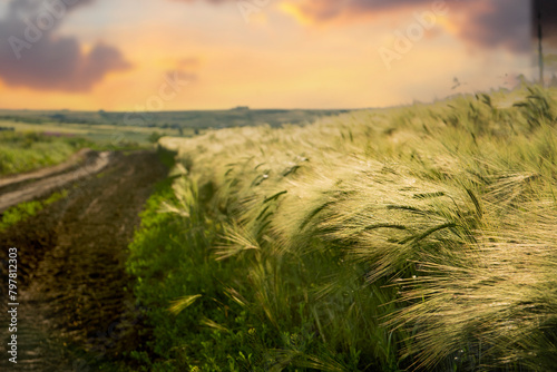 Dirt road among wheat fields at sunset. 