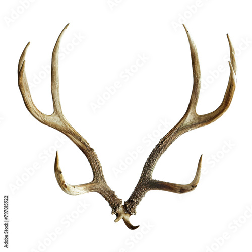 antlers on white