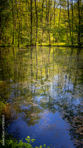 Quiet lake in the forest