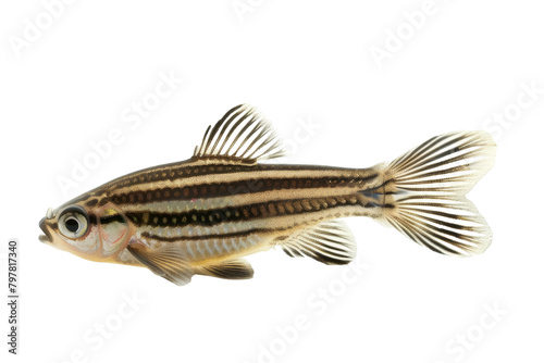 A vibrant striped fish gracefully glides through the crystal clear water