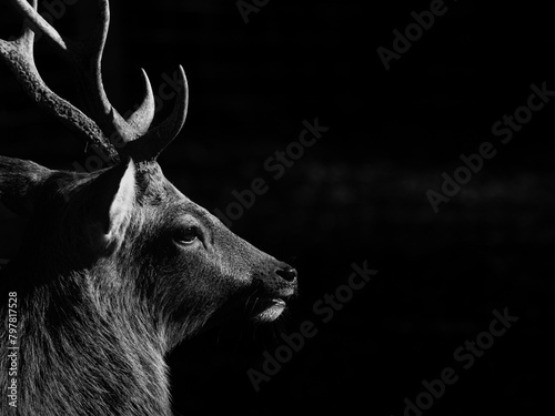 Deer (Capreolus capreolus) in autumn