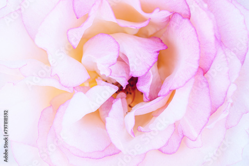 Rose macro in white and pink