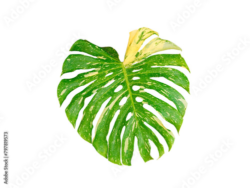 Monstera Thai Constellation leaf isolated on transparent background, png file