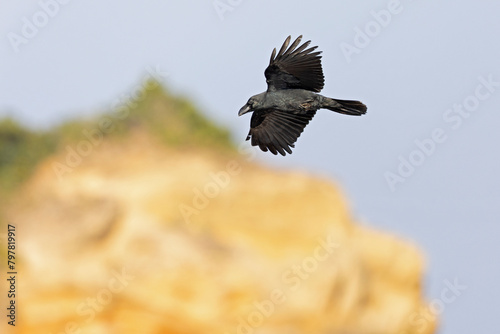 large-billed crow (Corvus macrorhynchos) in flight