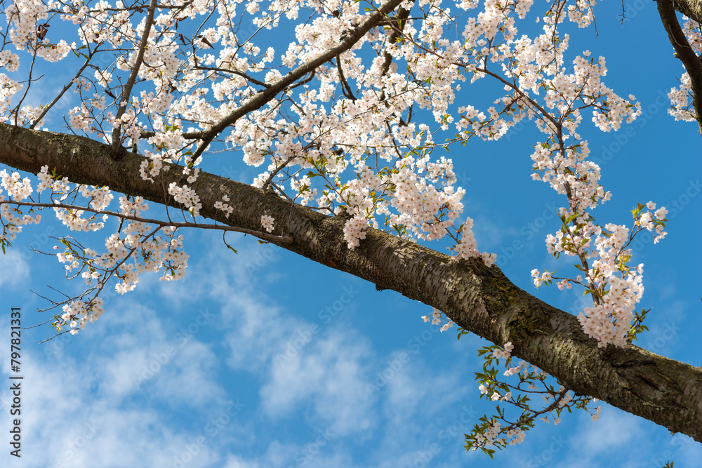 Sakura blooms against a backdrop of clear blue skies, with space above for your message or design Sakura blooms against a backdrop of clear blue skies, with space above for your message or design