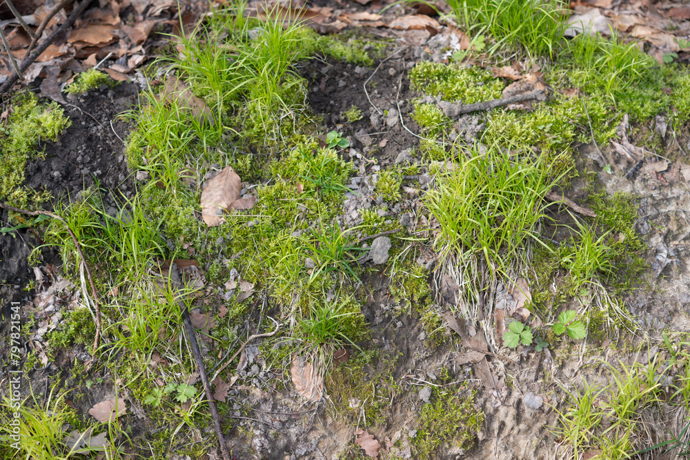 clumps of new grass growth emerging from tough rocky soil clumps of new grass growth emerging from tough rocky soil