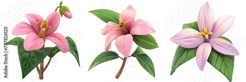 PNG pink trillium 3d icons and objects collection, in cartoon style minimal on transparent, white background, isolate photo