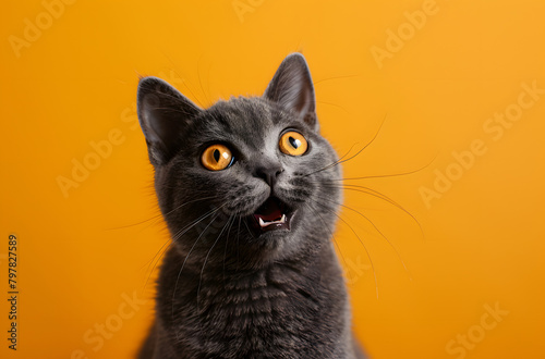 Excited grey British cat with orange eyes against a solid color background, cute kitten pet © RANA