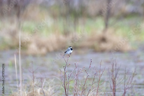 White wagtail on a branch