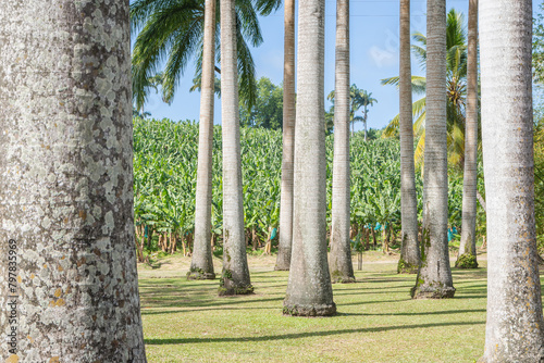 Jardins de l'habitation Clément à la Martinique, Antilles Françaises. photo