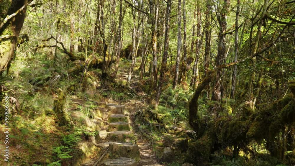Forest trail with moss and bushes in Taipingshan National Forest Recreation Area, Taiwan. Forest trail with moss and bushes in Taipingshan National Forest Recreation Area, Taiwan.