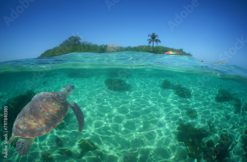 Fototapeta Naklejka Na Ścianę i Meble -  a sea turtle on a reef on a caribbean island