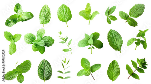 Set of mint leaves isolated on white or transparent background png cutout photo