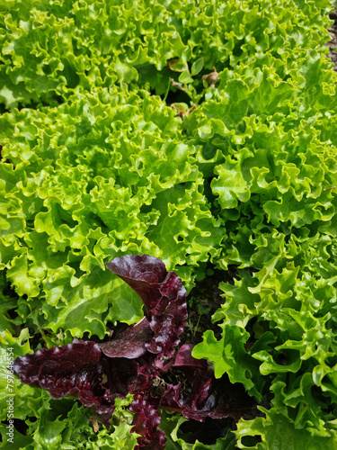 Potager avec semis et belles plantes de salades dans la terre. Esthétique vert, format portrait.