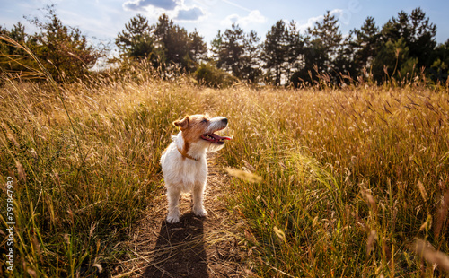 Cute panting dog in the grass, hiking, walking with pet in summer