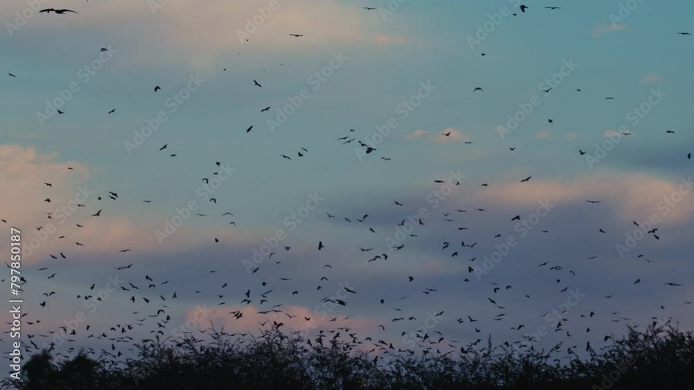 Silhouette of birds swarming over field at sunset Silhouette of birds swarming over field at sunset
